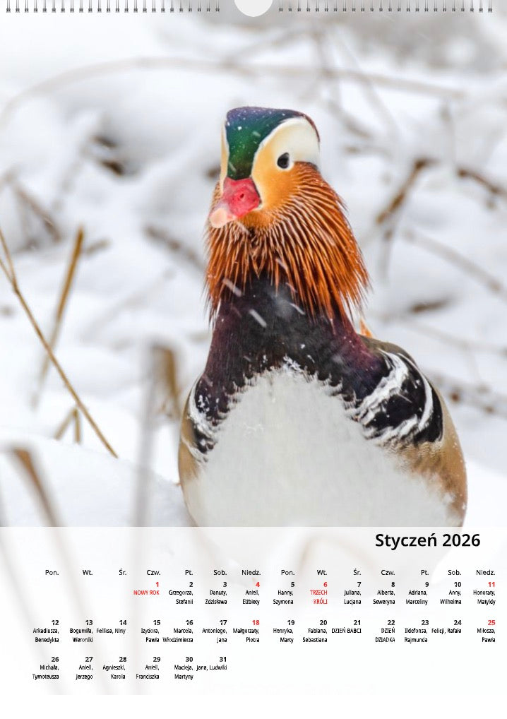 Kalendarz Mogilno w obiektywie 2026 układ pionowy